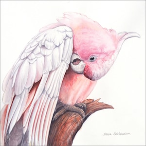 Major Mitchell Cockatoo art print - pink cockatoo print, pastel room decor, Australian bird art watercolour print, pink parrot wall art