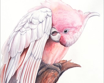 Könnte beinhalten: Ein Aquarellbild eines rosa und weißen Kakadus, der auf einem Ast sitzt. Die Federn des Vogels sind detailliert und das Bild hat eine weiche, zarte Ausstrahlung.