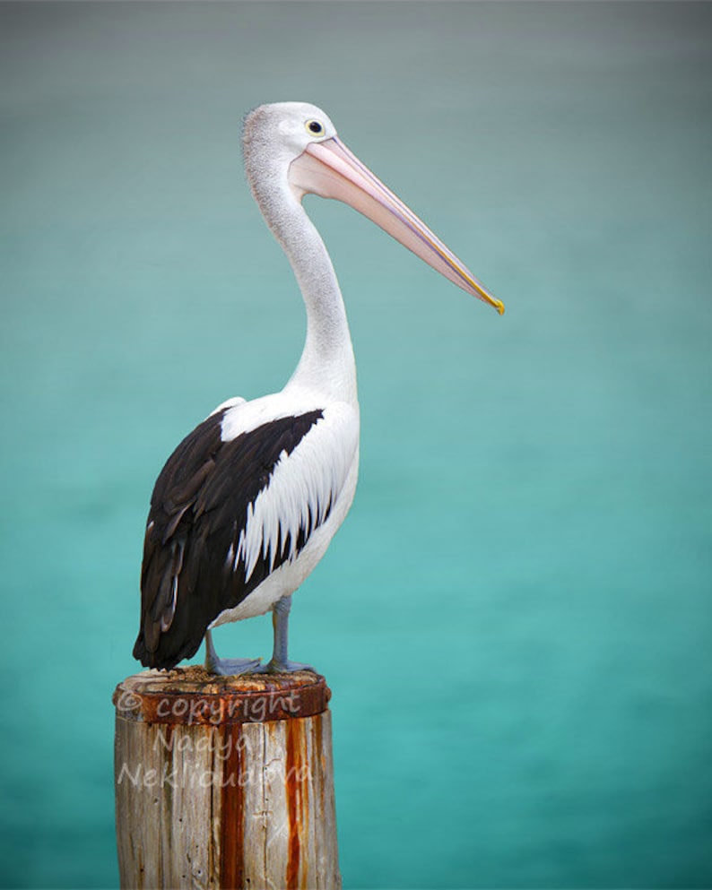 Pelican Photo Print Nautical Decor, Pelican Art Print, Coastal Living