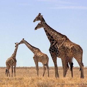 Giraffe Family photo print African wildlife photography, giraffe art, giraffe baby shower, African safari animals, giraffe nursery art image 1