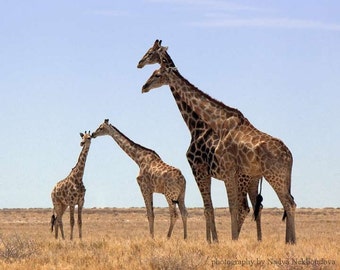 Giraffe Family photo print - African wildlife photography, giraffe art, giraffe baby shower, African safari animals, giraffe nursery art