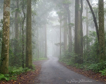 Green Mountains Road photo print - foggy forest print, national park print, emerald green bedroom decor art, Australian rainforest wall art