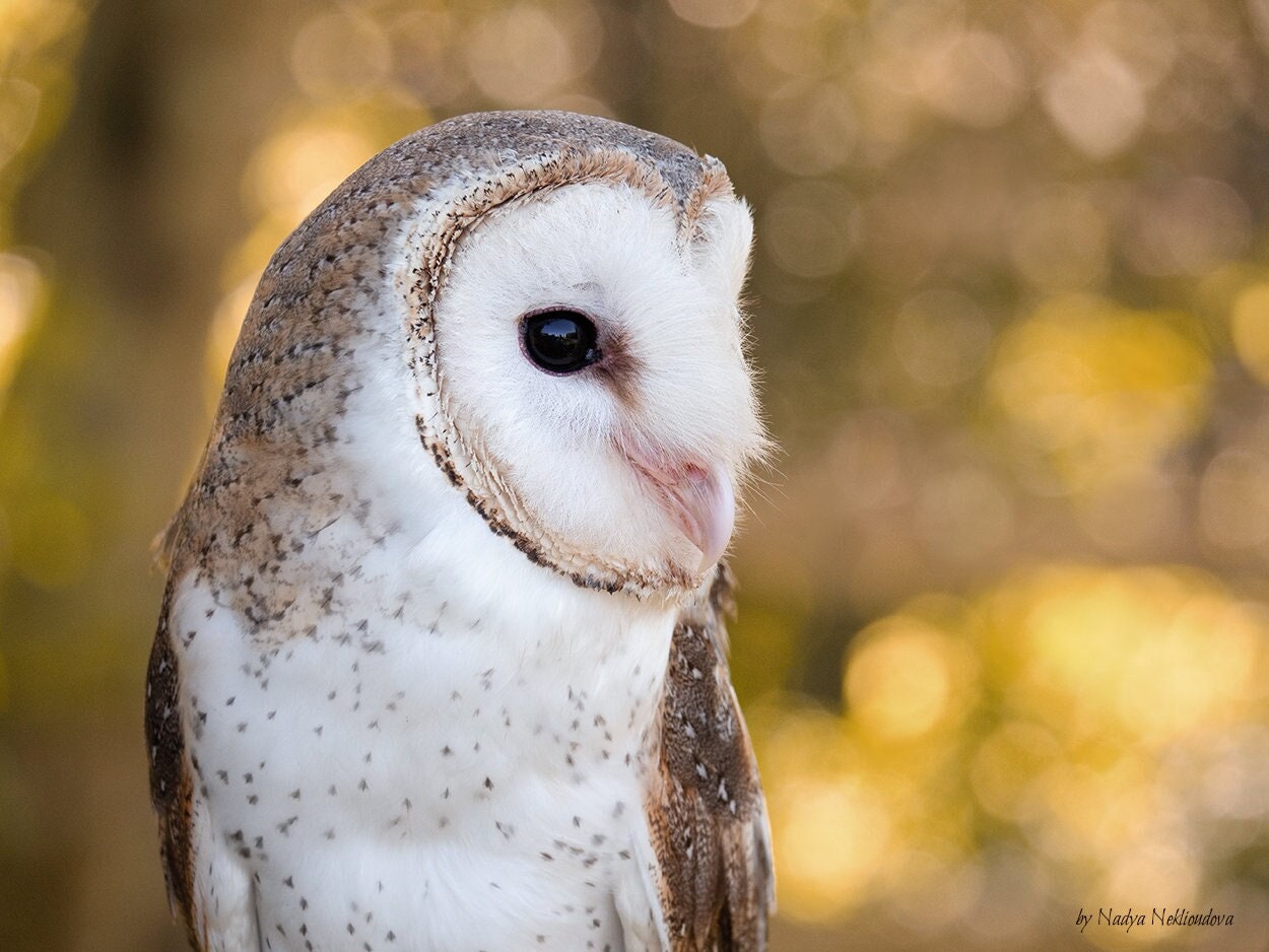 Golden Hour Barn Owl Print - Rustic Autumn Nature Photography