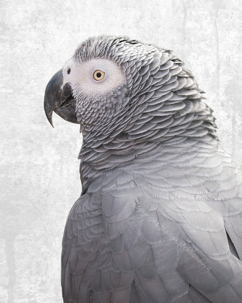 Tarjeta De Cumpleaños De Loro Gris Africano: Retrato Personalizado, En Blanco O Con Interior Personalizado - España