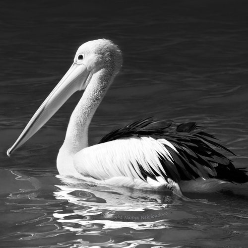 Pelican Photo Print Nautical Decor Pelican Art Print Etsy