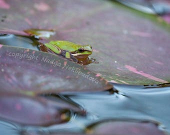 Frog Pond - Fine Art photography wall art - green frog, lily pond, australian nature