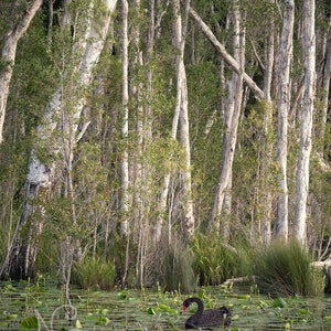 Black Swan Sanctuary print emerald green wall art, Australian nature photography, swan lake wetland, peaceful wall art, green forest decor image 2