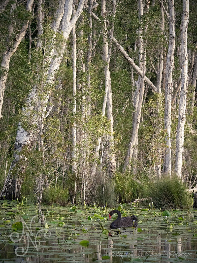 Black Swan Sanctuary print emerald green wall art, Australian nature photography, swan lake wetland, peaceful wall art, green forest decor image 2