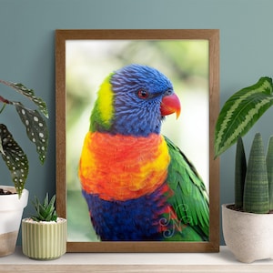 Rainbow Lorikeet bright colourful vibrant wall art, Australian parrot print, rainbow bird print, Australian native bird photography image 3