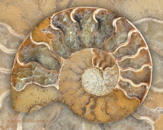 Fossil Ammonite Art Print B Golden Ratio Sea Shell Wall Etsy