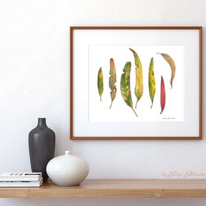 Eucalyptus Leaves botanical art print Australian native plant watercolour print, botanical wall art, gum leaves print, japandi wall art image 4