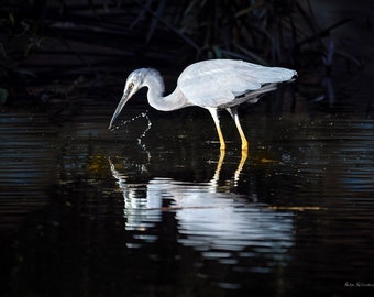 Heron photo print - elegant bird print, egret art, coastal home decor, tranquil water art, moody nature print, inspirational office decor