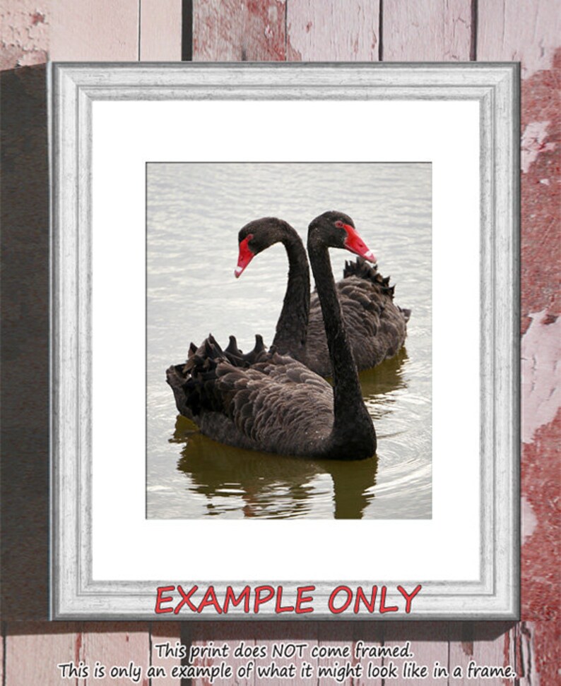 Black Swan photo print Australian bird wildlife photo, swan lake, Valentine's Day romantic swan nature photography, black and red image 4