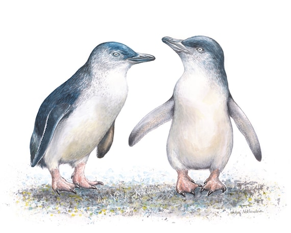 小さな妖精ペンギンのアートプリント - オーストラリアの野生動物の