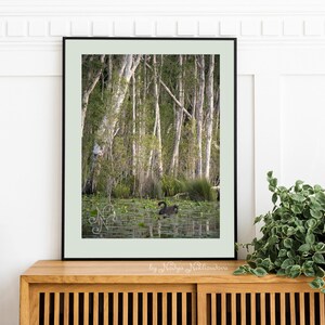 Black Swan Sanctuary print emerald green wall art, Australian nature photography, swan lake wetland, peaceful wall art, green forest decor image 5