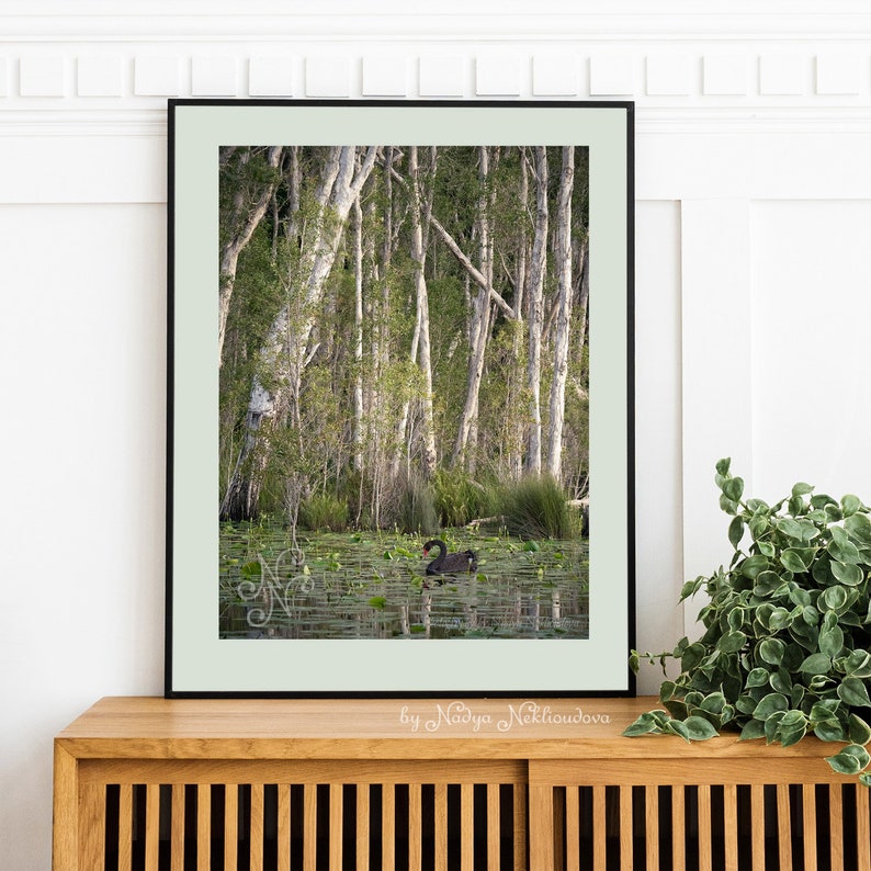 Black Swan Sanctuary print emerald green wall art, Australian nature photography, swan lake wetland, peaceful wall art, green forest decor image 5