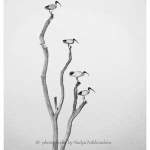 K&ouml;nnte beinhalten: Schwarzwei&szlig;foto von vier wei&szlig;en V&ouml;geln, die auf den &Auml;sten eines kahlen Baumes sitzen. Die V&ouml;gel haben lange, d&uuml;nne Beine und lange, gebogene Schn&auml;bel. Der Baum ist vor einem hellgrauen Hintergrund silhouettiert.