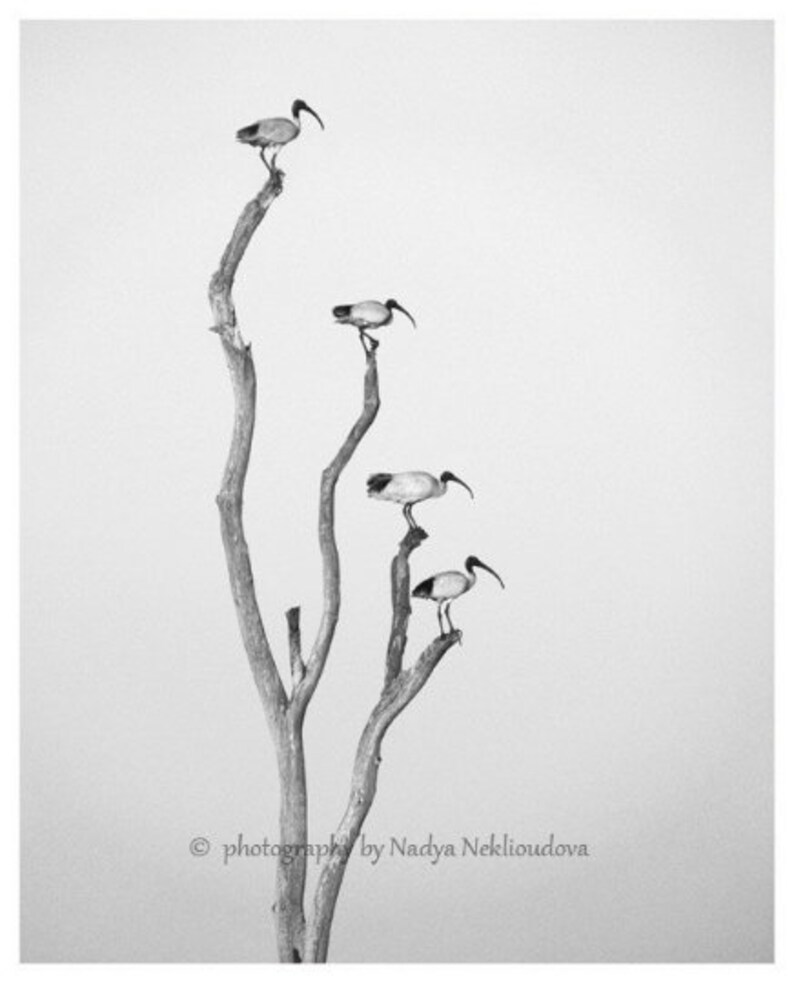K&ouml;nnte beinhalten: Schwarzwei&szlig;foto von vier wei&szlig;en V&ouml;geln, die auf den &Auml;sten eines kahlen Baumes sitzen. Die V&ouml;gel haben lange, d&uuml;nne Beine und lange, gebogene Schn&auml;bel. Der Baum ist vor einem hellgrauen Hintergrund silhouettiert.