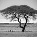 see more listings in the African Photography section