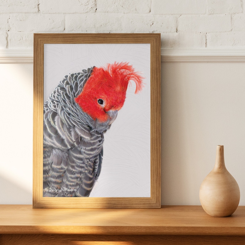 gang gang cockatoo parrot gang gang cockatoo parrot