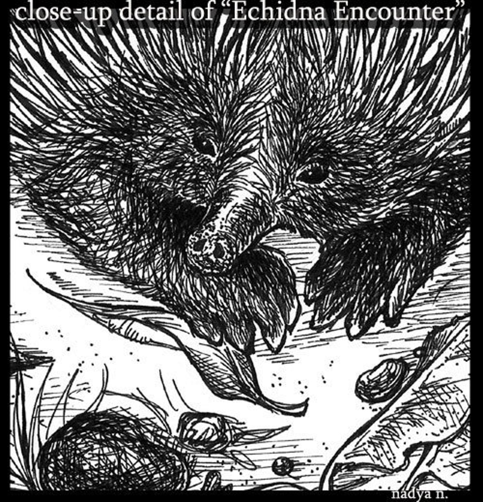 Echidna Print of Pen and Ink Drawing Australian Native Wildlife Art