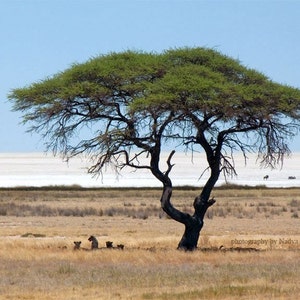 Majestic Lions under African Acacia Tree - stunning fine art Landscape Print for living room, Africa print, savannah tree, African safari