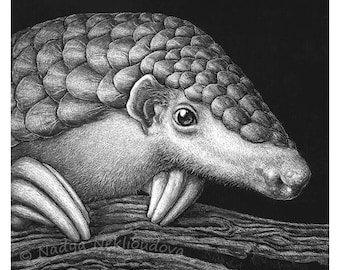 Pangolin print - endangered species, animal wall art, pangolin gift, black and white nature print, scratchboard drawing