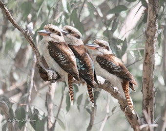 Kookaburra Trio photo print - Australian print kookaburra photo, sage green decor, Australian art nature decor Australian photo, Australiana