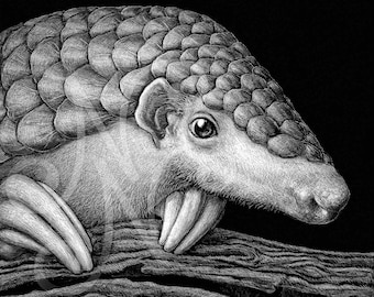 Endangered Pangolin Scratchboard Print - black and white animal wall art, Nature drawing gift