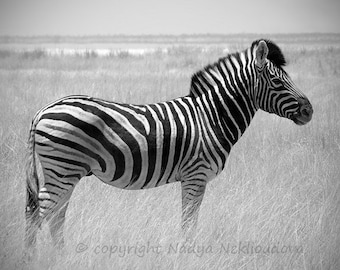 Black and White Zebra photo print - 8x10 inches (20x25cm) - fine art wildlife photography of Africa