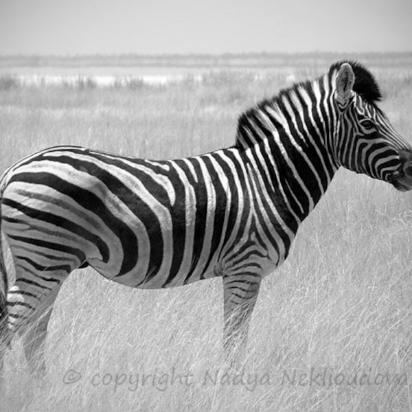 Black and White Zebra photo print - 8x10 inches (20x25cm) - fine art wildlife photography of Africa