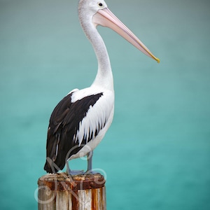 Pelican Photo Print – coastal bird photography wall art, nautical beach house decor, Australian wildlife gift