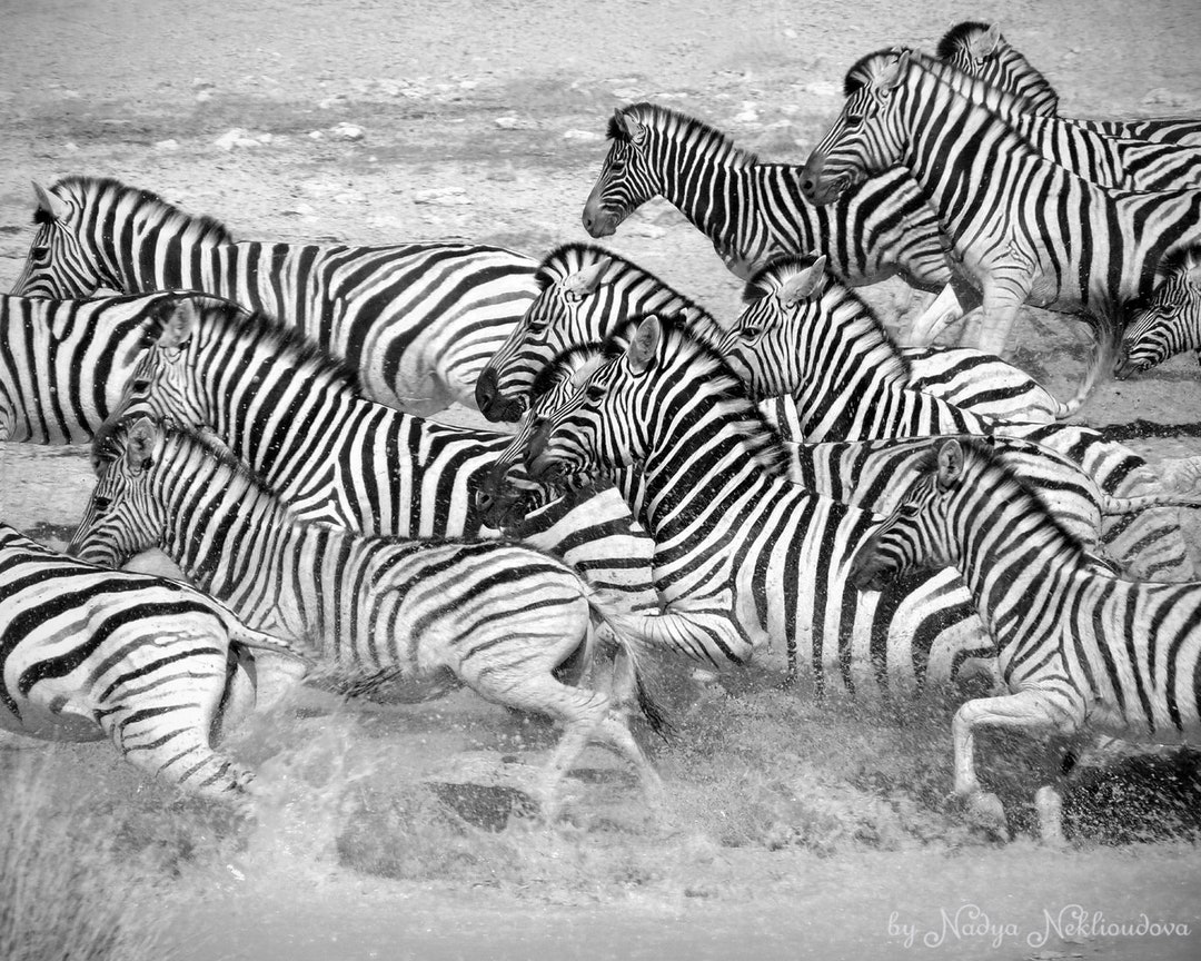 Zebra Flight African Wall Art, Wildlife Photography, Wild African