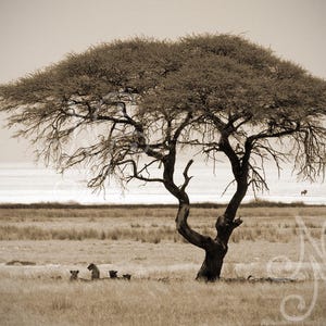 African Tree with Lions SEPIA photo print - African landscape wall art, Etosha National Park, Namibia fine art nature photography