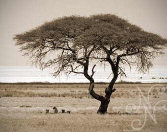 Sepia African Tree and Lions Photo Print - Etosha National Park Wall Art