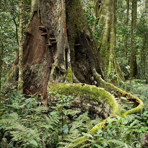 Australian Rainforest print - emerald green wall art, nature photography, green forest decor, Lamington National Park, Queensland Australia