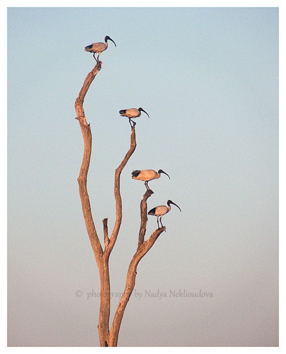 Ibis Sunset Photo Print - Australian Birds, Minimalist Wall Art
