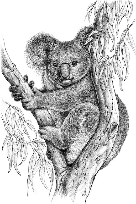 Koala Art Print Australian Animal Pen And Ink Drawing Etsy