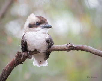 Könnte beinhalten: Ein kleiner, brauner und weißer Vogel mit schwarzem Schnabel sitzt auf einem Ast. Der Vogel hat eine flauschige weiße Brust und braune Flügel.