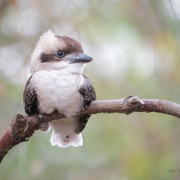 Baby Kookaburra print - Australian bird art, nature decor, bird nursery art, bird photography print, Australia photo, woodland animal print