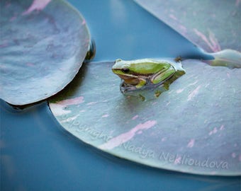 Froggy Blues - Fine Art photography wall art - green frog, lily pond, australian nature print, blue water, calming relaxing home decor