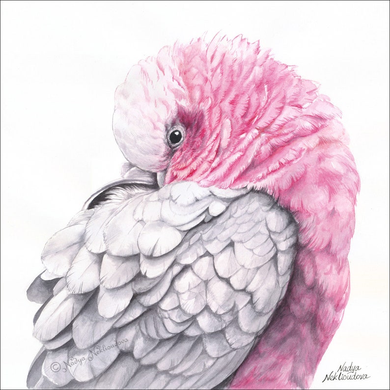 Galah pink and grey wall art Australian cockatoo print, pink bird painting, parrot print, Australian seller, pink cockatoo art print image 1