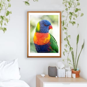 Rainbow Lorikeet bright colourful vibrant wall art, Australian parrot print, rainbow bird print, Australian native bird photography image 4