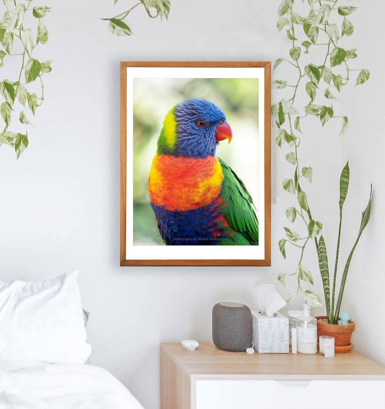 Rainbow Lorikeet bright colourful vibrant wall art, Australian parrot print, rainbow bird print, Australian native bird photography image 4