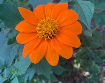 Mexican Sunflower