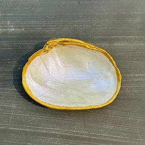 Pearl Shell Ring Dish, Jewelry Holder, Ring Holder, Trinket Dish Beach Decor Coastal Decor, Bridal Showers Beach Favors Gift Hostess Gold