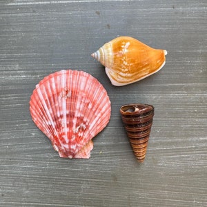 Set of 3 Seashell Magnets, Fridge Magnets, Beach Decor, Beach Magnets Sea Shells, Coastal Decor, Sea Urchin, Favors Hostess Gift Sand Dollar