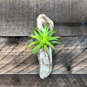 Driftwood Faux Airplant, Driftwood Beach Decor, Dorm Room, Apartment Decor, Boho Decor, Home Decor, Nursery, Wall Decor, Coastal Decor