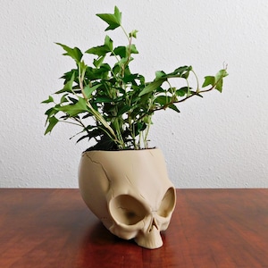 May include: A beige skull-shaped planter filled with green ivy. The planter has cracks and detailed facial features. The plant has vibrant green leaves and stems, creating a striking contrast against the neutral tones of the planter.