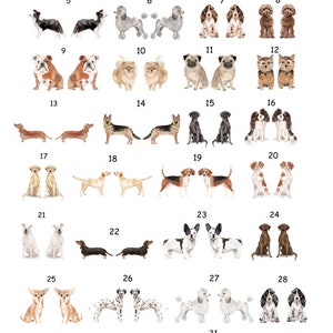 Peut inclure: Un tableau présentant 32 races de chiens différentes, chacune illustrée dans un style aquarelle. Les chiens sont disposés par paires, chaque paire étant numérotée de 1 à 32. Les chiens sont tous tournés vers l'avant, certains sont assis, debout ou couchés.